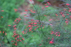 Russelia equisetiformis